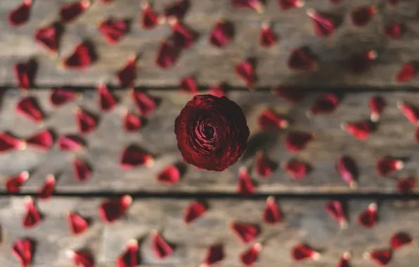 Flower, red, one, Board, petals, blurred background, composition, Ranunculus