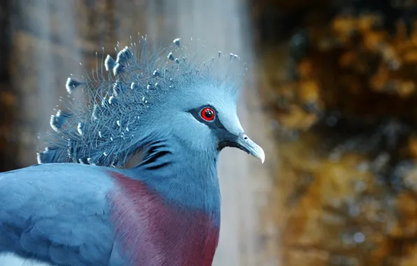 Picture bird, bird, crowned pigeon, Victoria Crowned Pigeon