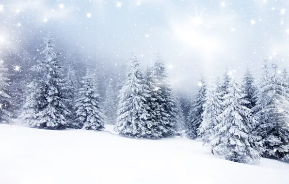 Winter, forest, snow, snowflakes, tree, nature, winter, snow