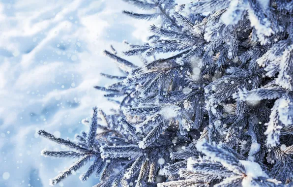 Winter, snow, tree, forest, landscape, winter, snow, snowy