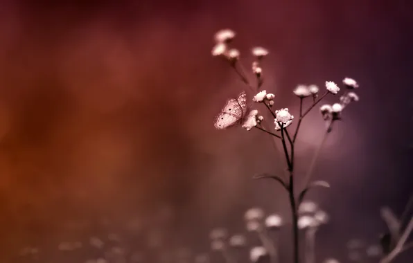 Picture color, fog, butterfly, Flower