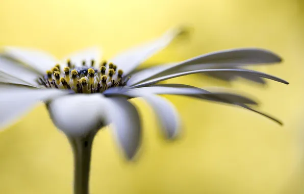 White, flower, macro, Daisy, lepecki