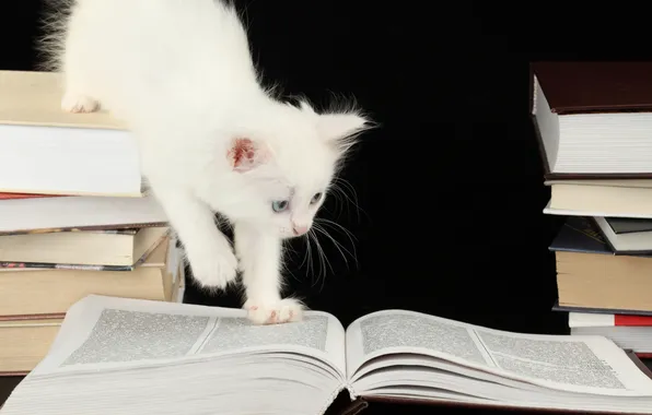 Books, kitty, curiosity, page, blue-eyed