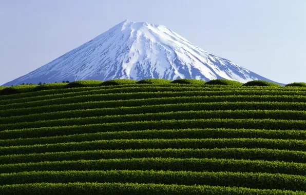 Leaves, mountains, nature, photo, landscapes, view, plant, plants