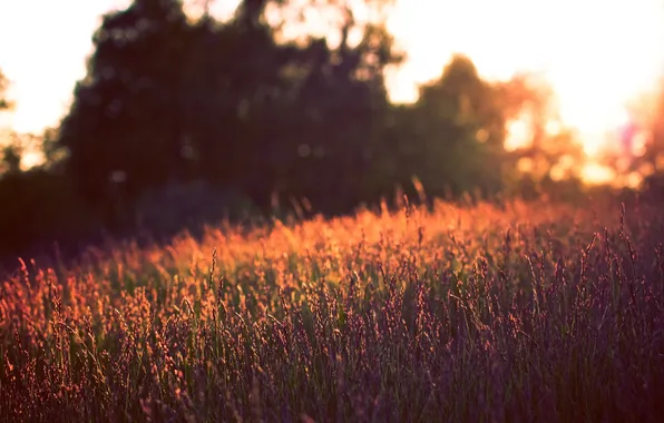 Field, summer, sunset, flowers, nature, background, Wallpaper, the evening