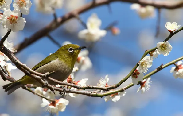 Flowers, branches, nature, bird, spring, petals, Sakura, flowering