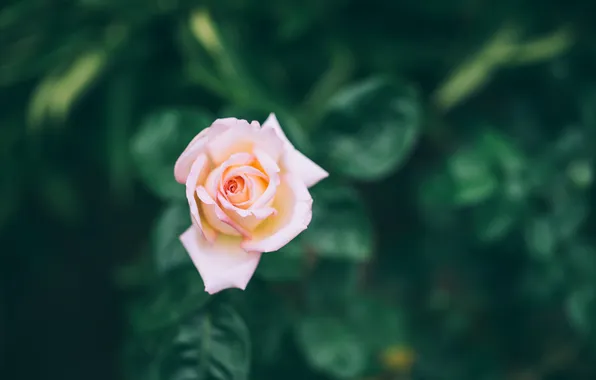 Flowers, roses, petals
