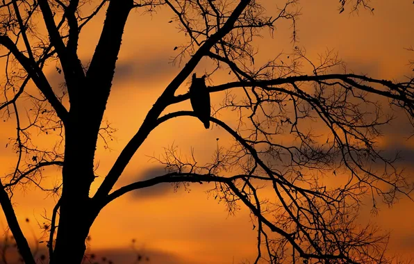 Trees, sunset, bird, silhouette, owl