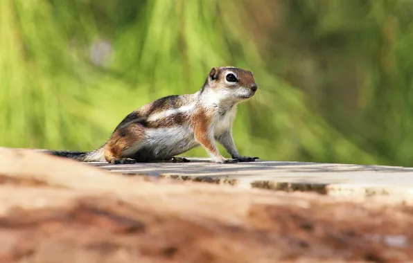 Picture look, light, pose, background, Chipmunk, face, bokeh