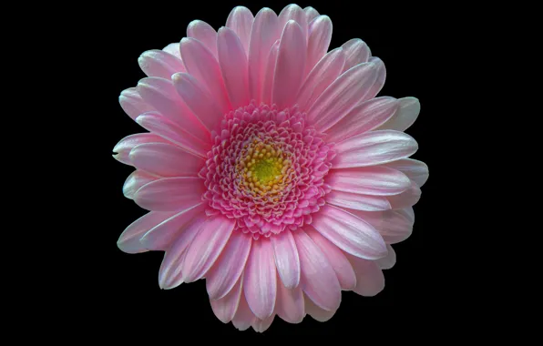 Picture Macro, Background, Gerbera, Gerbera, Macro, Pink Gerbera, Pink gerbera