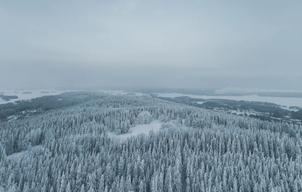 Winter, forest, the sky, clouds, snow, fog, overcast, hills