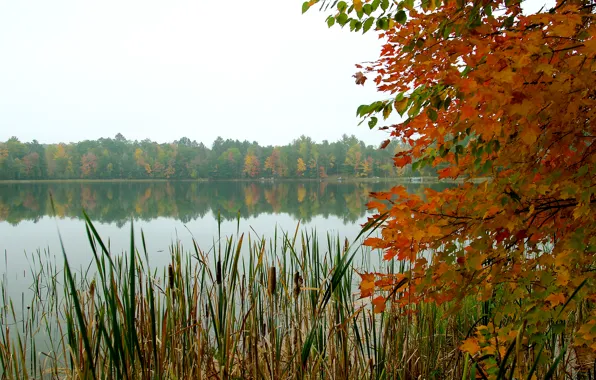 Autumn, forest, the sky, leaves, trees, lake, reed