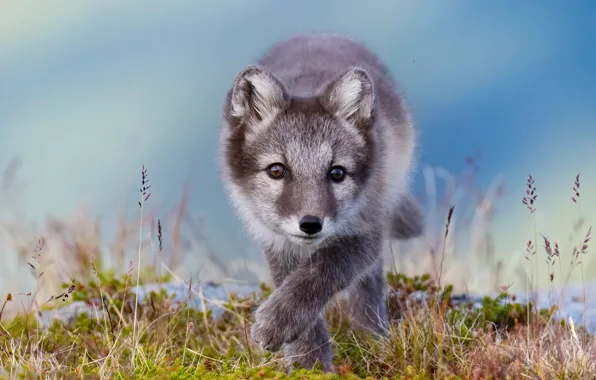 Picture look, face, nature, pose, grey, moss, paws, walk