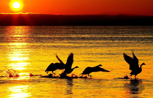 Picture sea, wave, water, the sun, sunset, nature, reflection, river