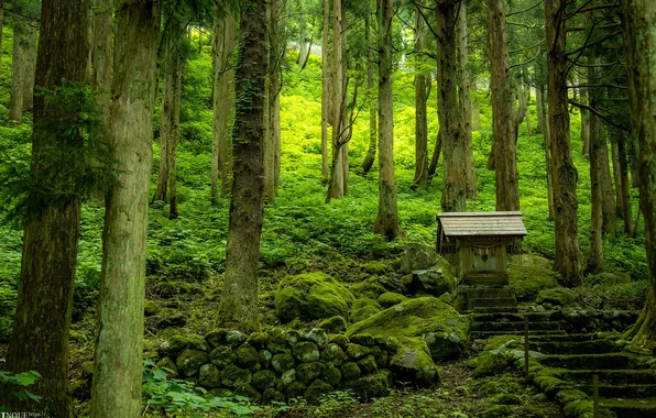 Forest, trees, nature, Japan, ladder