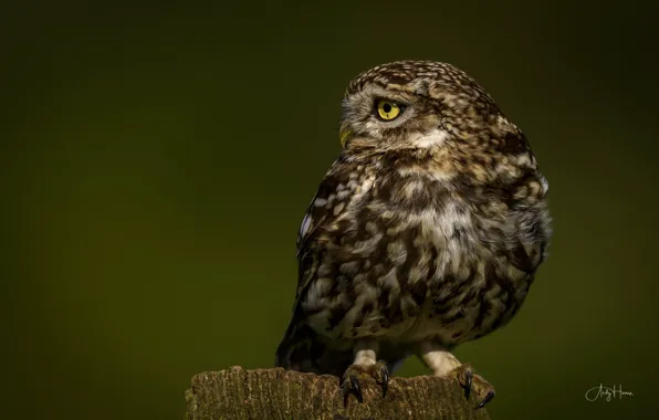 Background, owl, bird