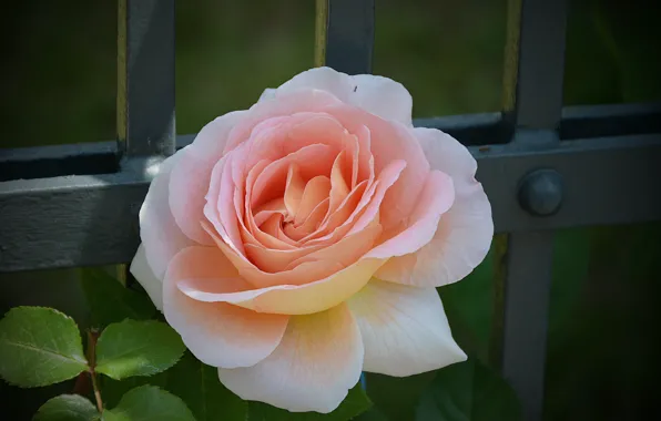 Picture Rose, Rose, Bokeh, Pink rose, Pink rose