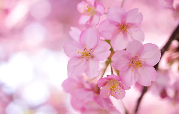 Picture flowers, branches, tree, petals, Sakura, blur, pink