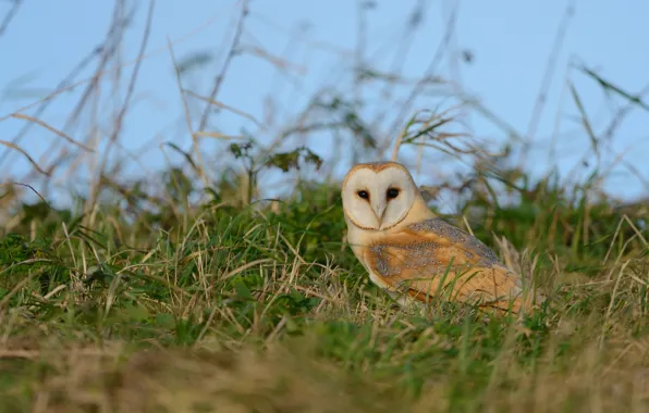 Grass, owl, bird, the barn owl