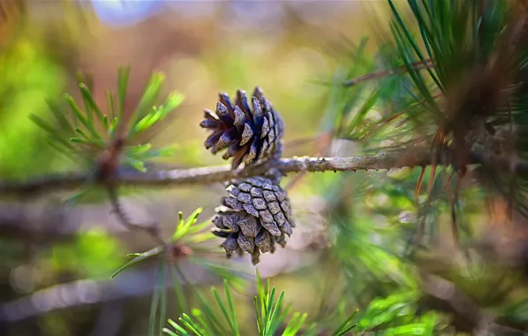 Branches, bumps, pine