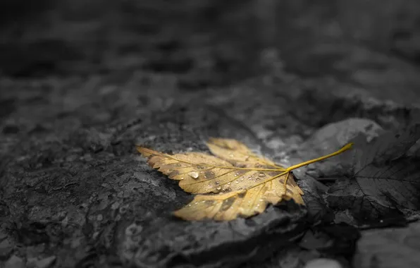 Sheet, yellow, autumn