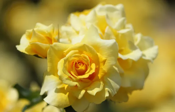 Picture macro, roses, petals, yellow roses