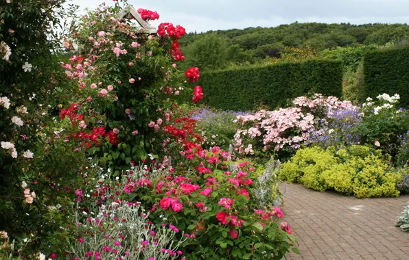 Flowers, England, garden, track, the bushes, Rosemoor Rose Garden