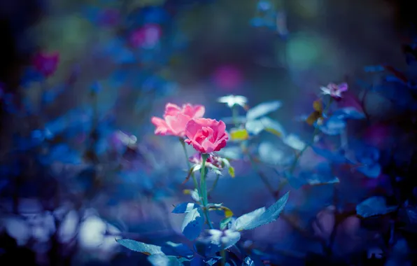 Flower, rose, petals