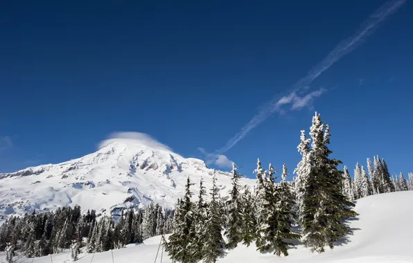 Picture winter, forest, the sky, National Park, Mount Rainier