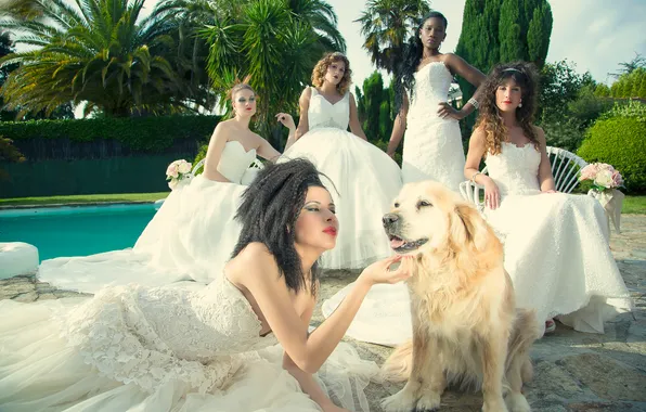 Picture dog, five, brides