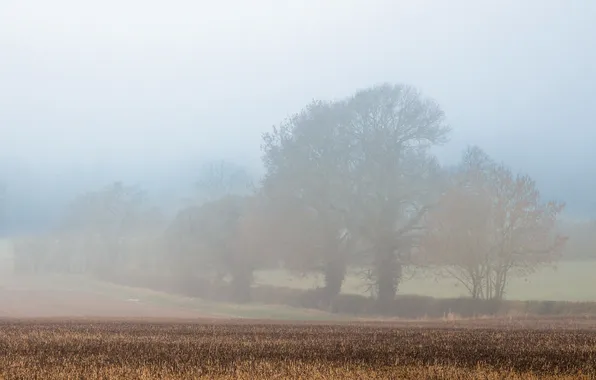 Field, landscape, fog, morning