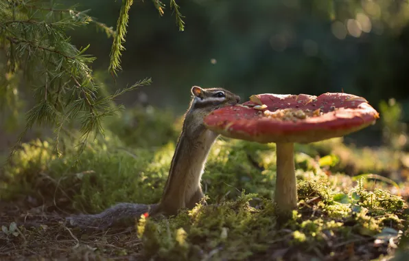Picture forest, branches, mushroom, moss, mushroom, Chipmunk, rodent, pet