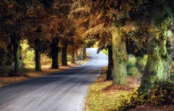 Picture road, autumn, trees