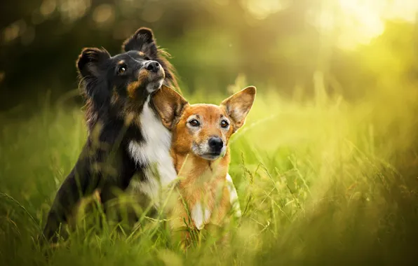 Summer, grass, bokeh, two dogs
