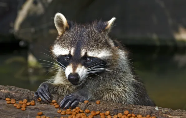 Look, face, raccoon