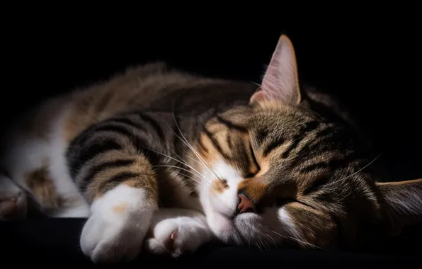 Cat, cat, pose, sleep, sleeping, lies, black background, face