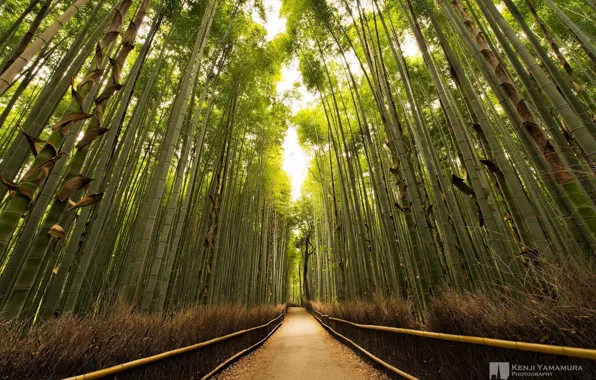 The sun, bamboo, grove, path, photographer, Kenji Yamamura