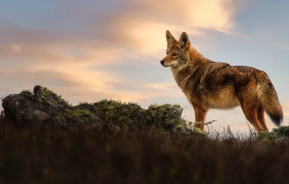 The sky, stones, wolf, coyote