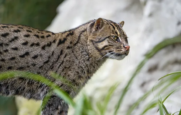 Picture cat, cat, ©Tambako The Jaguar, fishing cat, kot Rybolov, angler