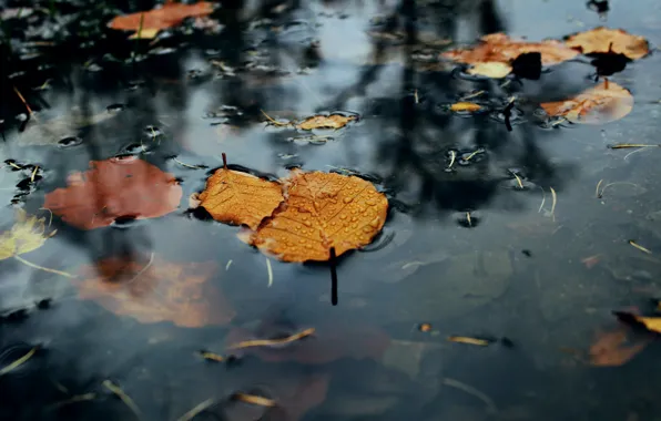 Wallpaper leaves, nature, puddle images for desktop, section природа ...