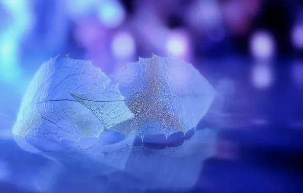 Leaves, background, veins