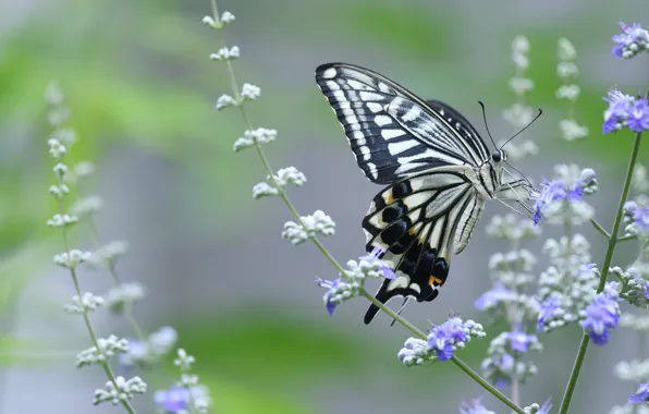 Picture macro, flowers, butterfly, lilac, swallowtail