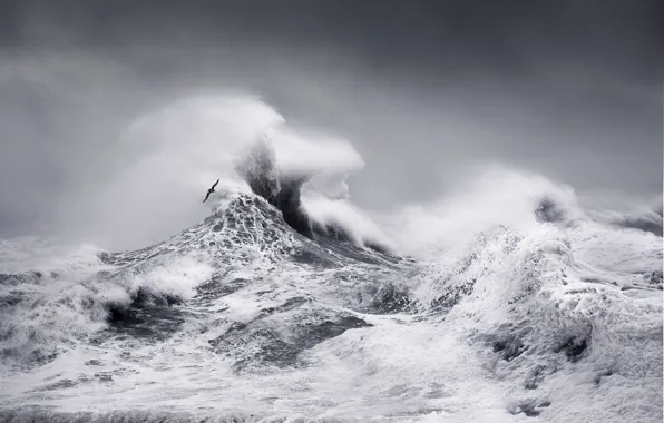 Sea, wave, the sky, squirt, clouds, storm, the wind, bird