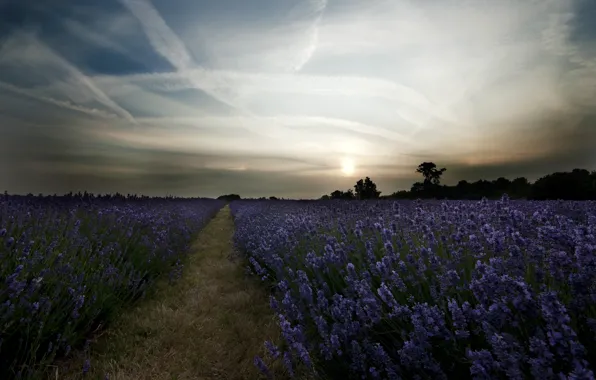Field, summer, the sky, the sun, clouds, light, trees, sunset