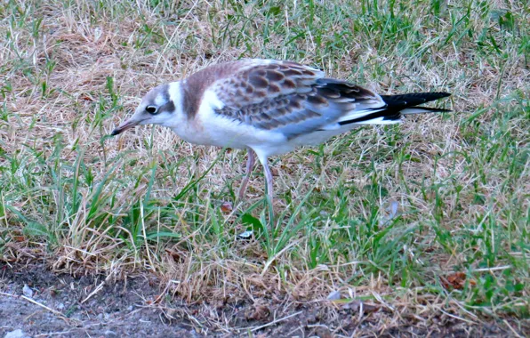 Seagull, silver, chick