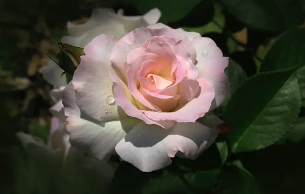 Macro, rose, petals, lush