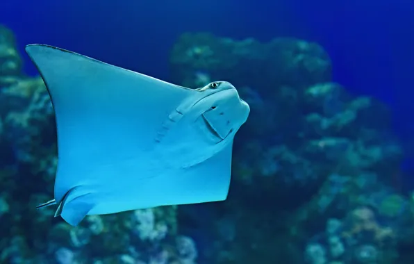 Picture sea, SKAT, blue water