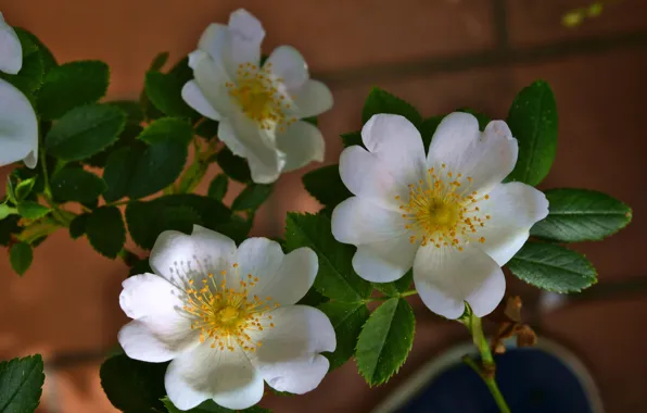 Leaves, macro, light, flowers, garden, briar, bricks, white