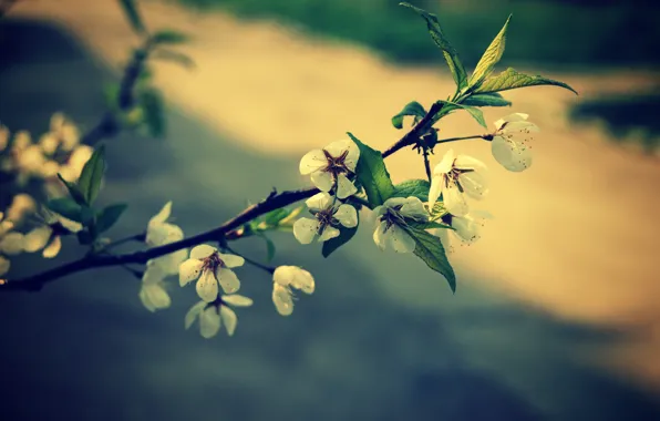 Flowers, spring, Sakura