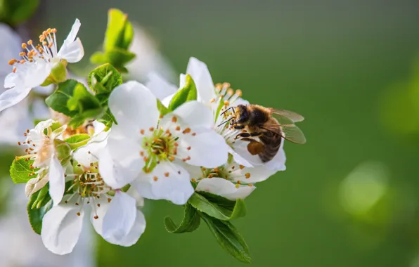 Leaves, flowers, bee, branch, spring, white, flowering, green background